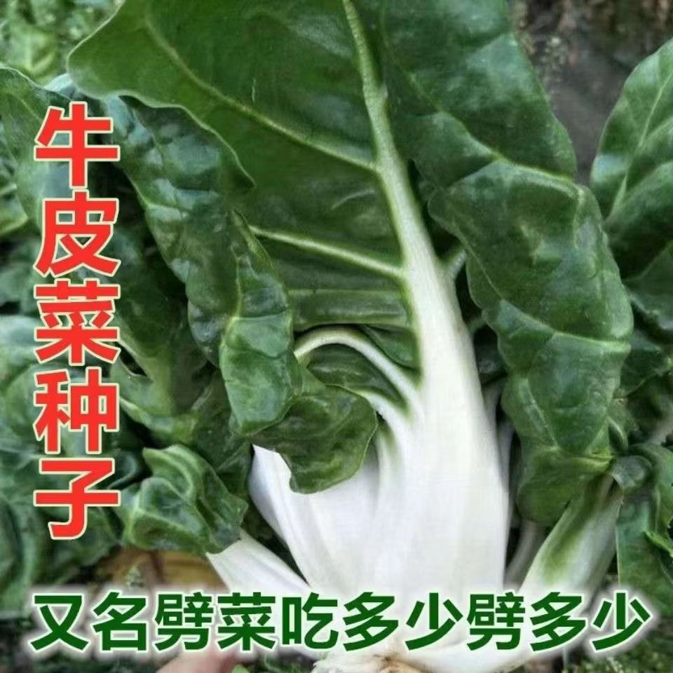 青梗大叶厚皮菜种子春秋四季重庆四川牛皮根达菜劈菜莙荙蔬菜种籽