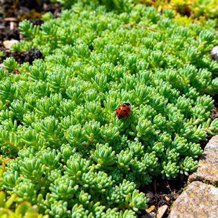 ���A��������ͥԺ�S���ײݱ�ѩ�tõ�徰��ر������ͺ����Ҵ���