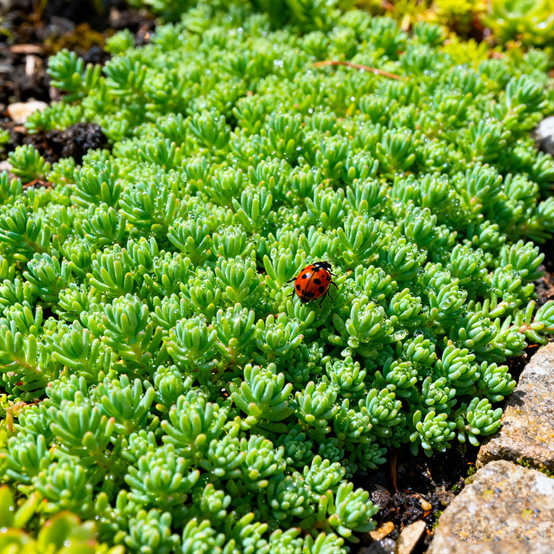 Chinese Succulent Potted Plants for the Garden, Golden Buddha Grass, Thin Snow Red Rose, Ground Cover Flowers, Cold-Resistant Succulents Chinese Succulent Potted Plants for the Garden, Golden Buddha Grass, Thin Snow Red Rose, Ground Cover Flowers, Cold-Resistant Succulents