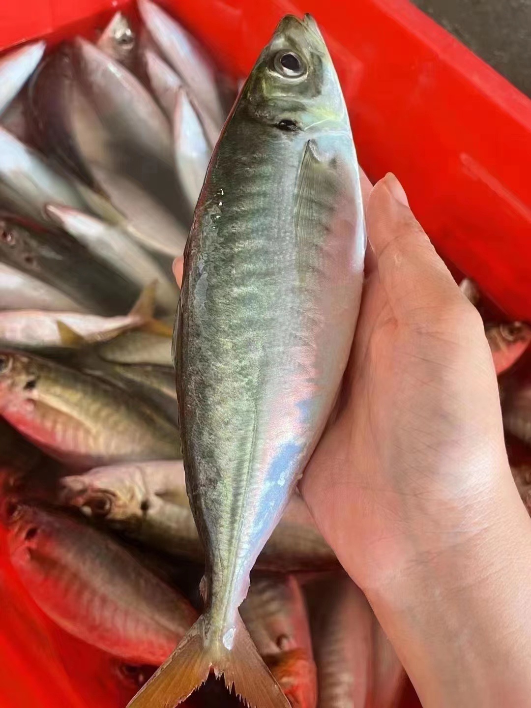 14e42ff160e2b536fba76344d2475b