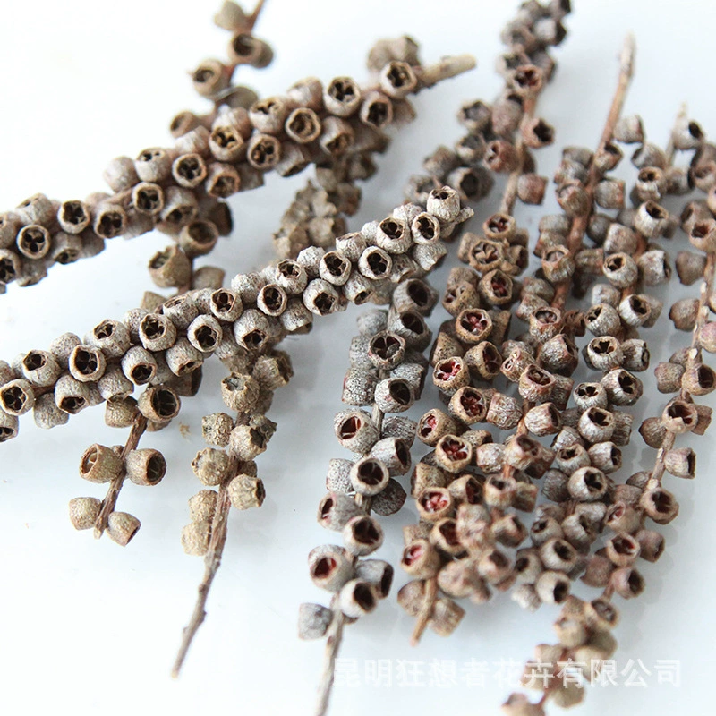Dry Flower DIY Materials [Dry Fruit] Madman Sommelier Candle Plant Simagon Handmade Class Dry Flower Dry Branches Material