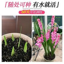 mNѷNMʮֲ̫ļNֲ