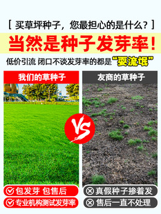 Lawn Grass Seeds, Evergreen Slope Protection, Dog Tooth Root, Manila Dwarf Carpet Turf, Green Rye Grass Seeds
