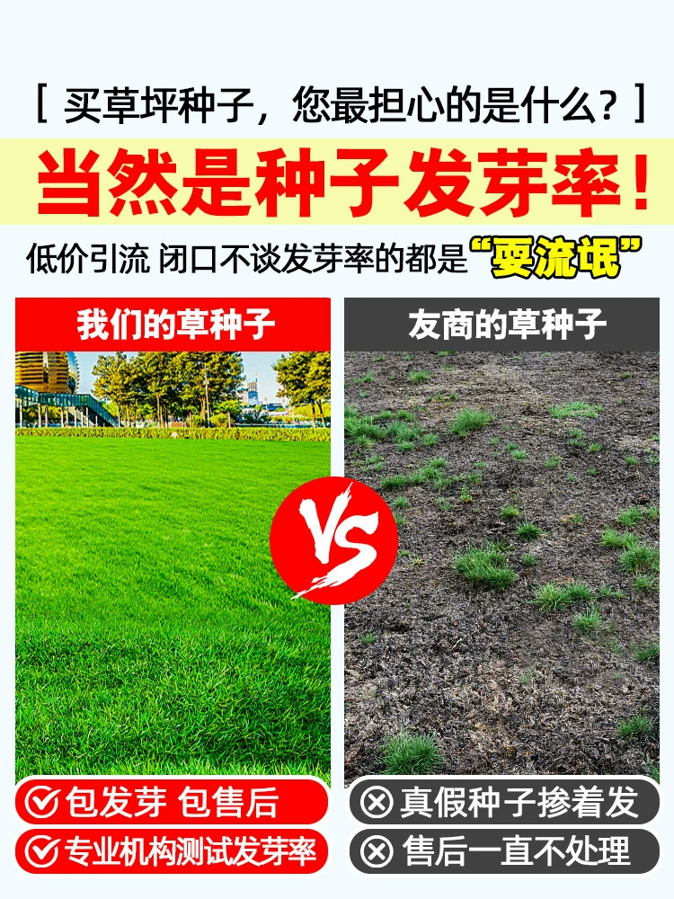 Семена газонной травы, вечнозеленая защита склонов, корень собачьего зуба, ковровый газон малого размера Манилы, семена зеленой ржаной травы