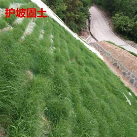 种子;草种子;草坪