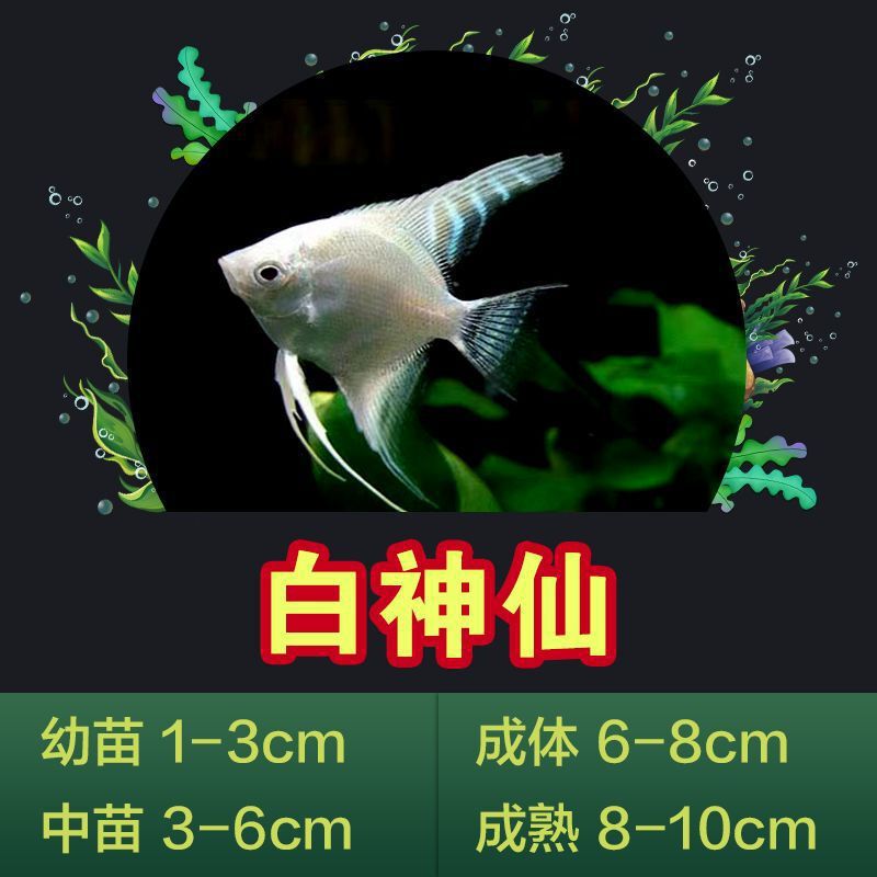 Colorful Angelfish Small Freshwater Fish Red-Headed Three-Color Black and White Fish Small and Medium-Sized Tropical Fish Ornamental Fish Swallow Fish