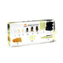 V-DS006 �۷�����ʷ�˱���С�W�̌Wչʾ�˱���͸��֬��悹�ˇƷ