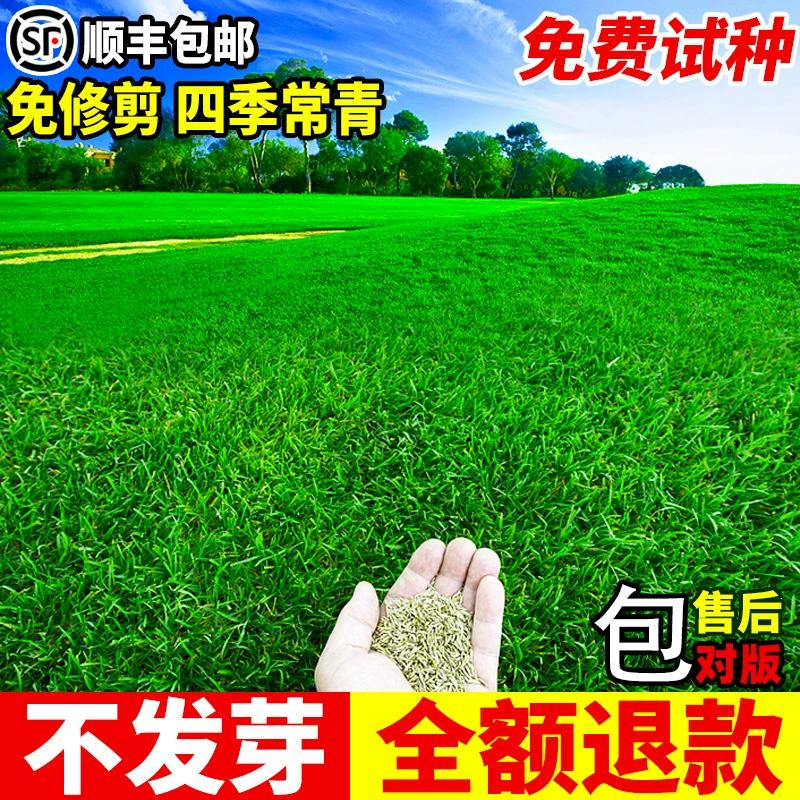 Семена газонной травы вечнозеленые в любое время года, морозостойкие и засухостойкие, защита склонов, корни собаки Манилы, зеленение, семена газонной травы для газонов.