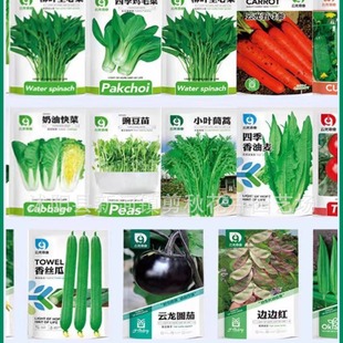 Vegetable Seeds, Potted Plants for All Seasons, Spring & Fall Coriander, Strawberry, Lettuce, Tomato, Small Tomato Seeds