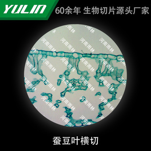 Broad Bean Leaf Cross-cut Biological Microscope Specimen Slice Animal Plant Cell Slide Observation Experimental University