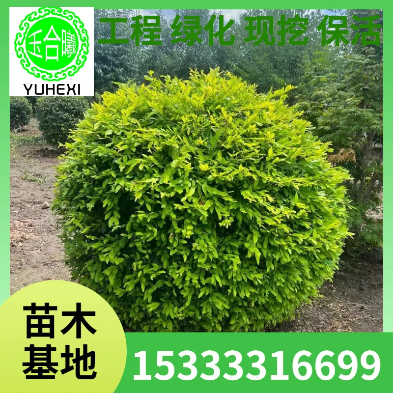 Листопадный водный восковой шар, кустарник, водный восковой кипарис, ландшафтный дизайн, живая изгородь, водный воск, чашка водного воска, саженец водного воска