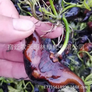 Water Chestnut Seedlings, Aquatic Plant Seeds, Field Planting, Small Pond Water Chestnut Seedlings, Green Water Chestnut Seeds with Buds, Red Water Chestnut Seedlings