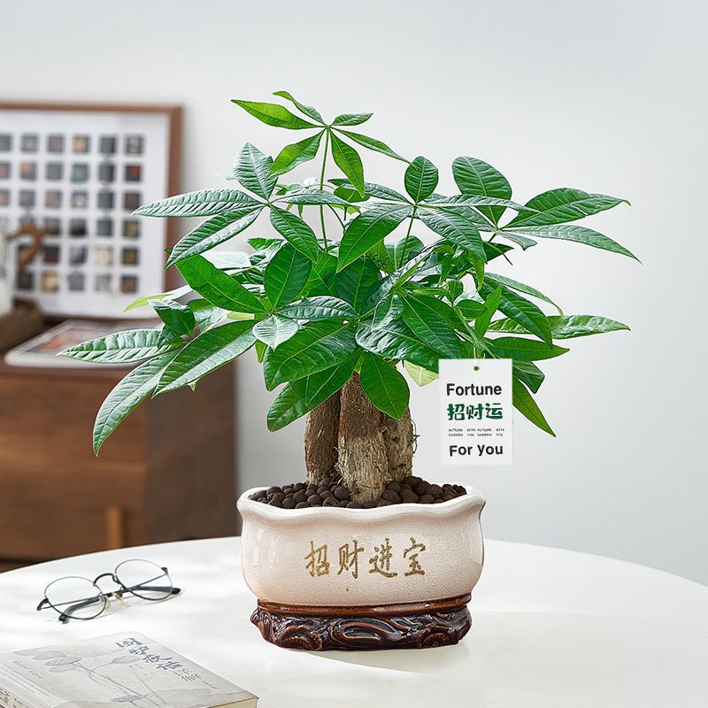 发财树盆栽招财树绿植大棵客厅植物室内净化空气前台绿植