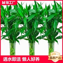 富贵竹水培植物水养转运竹客厅室内绿萝盆栽发财树好养竹子节节高