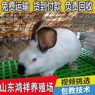 山东厂家长期供应活体伊拉肉兔价格从优八点黑肉兔现货直销种兔