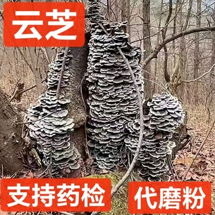 �֥ ��ș�� ��֧�֮Ģ �֥�� �S�֥��֥ǧ��Ģ� ֧��ș�z