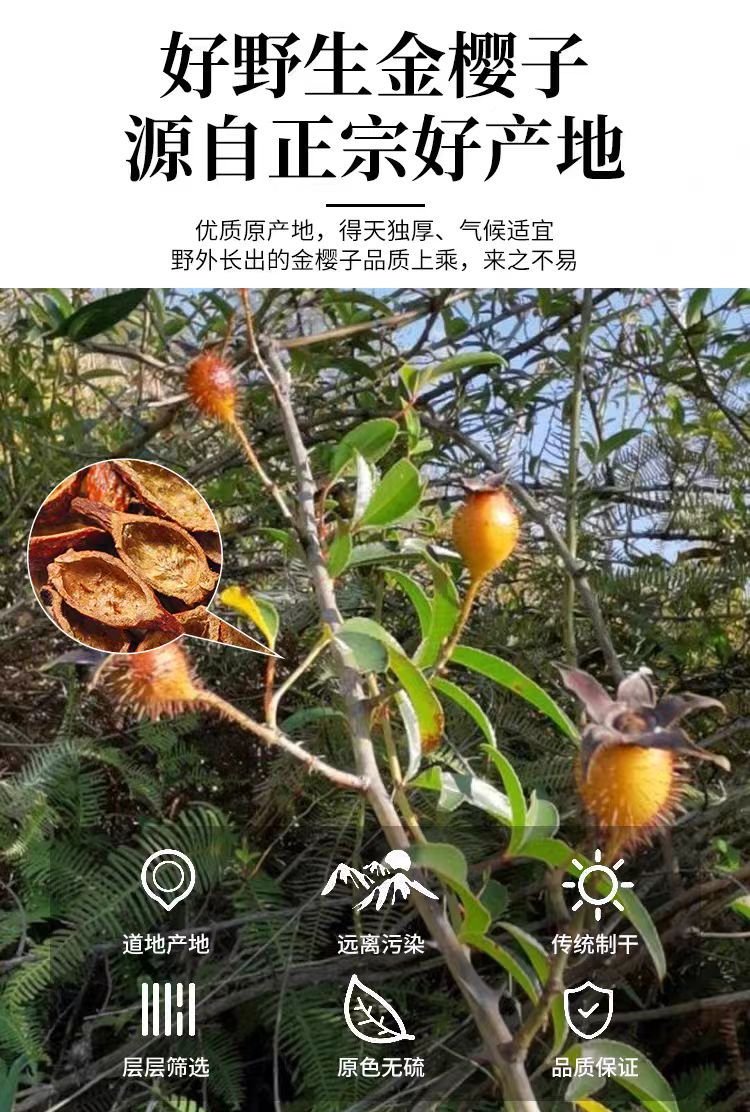 Jin Ying Zi Flesh (Rosa laevigata) — Dried Cherokee Rose Fruit for Tea & Wine overview