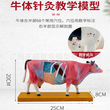 牛体针灸模型及牛解剖模型 动物解剖模型牛解剖模型 兽医教学模型