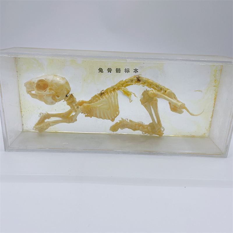 J43106 兔骨骼标本 中学生物实验器材教学仪器兔骨骼标本