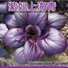 超耐热紫罗兰紫油菜种籽紫色上海青小青菜四季播阳台盆栽蔬菜种子