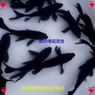 �\�����w�t�ݻ��ݺڲݽ��~���aƤ�����B�䵭ˮ�����~���]���ٰl؛