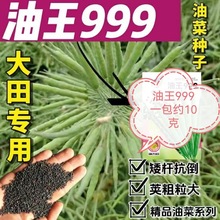 999 Ͳ˷NƷNեͲsUͺ