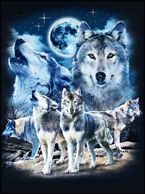 Avtomobil döşəmə paspasları, A Store Carpet Floor Mat - 4-wolves-5080cm