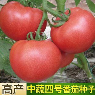 ���·N���ش����t���N��������̖�������ѷN�Ѹ��N�˷N�Ӽ��߮a