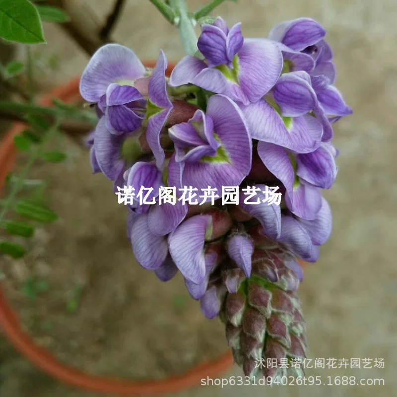 Глициния цветок дерево саженец старый ворс вьющиеся виноградные растения двор затенение цветок озеленение Горшечное растение Four Seasons цветение легко Выживание зеленое растение