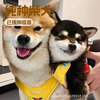 定制豆柴宠物活体狗狗柴犬护卫犬工作犬中型犬家庭陪伴犬幼崽小狗