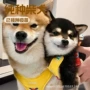 家庭定制活体宠物工作犬