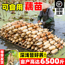 ߮aźźNѿɏNźźNɻźʳɏźN