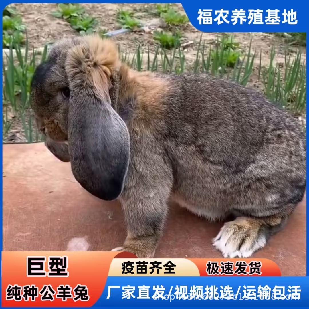 巨型公羊兔养殖基地