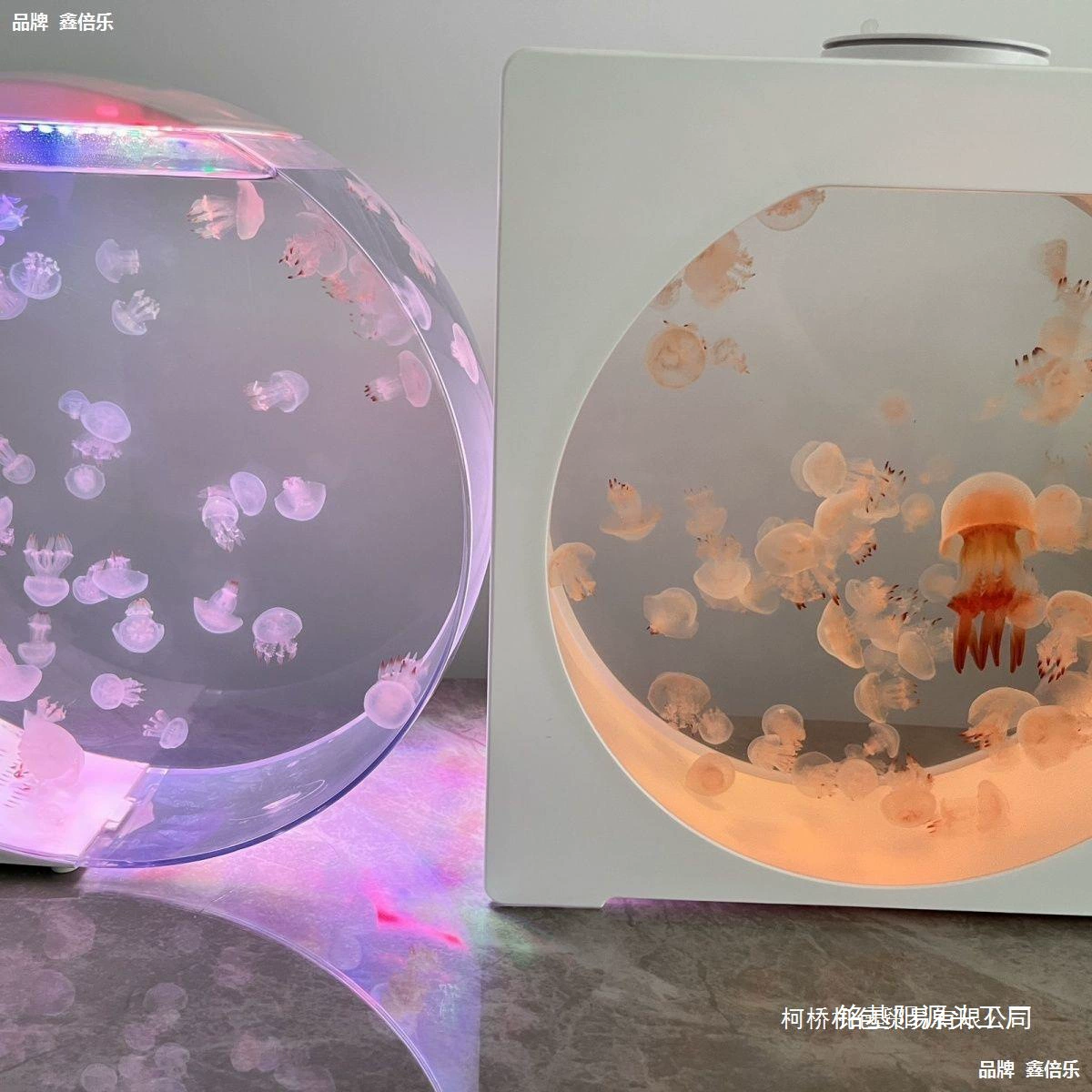 Полный набор оборудования для аквариума с медузами, необходимый для выставок медуз. Учебный пакет с живыми медузами.