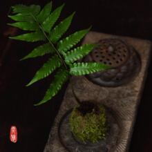 紫蕨 紫蕨批發 促銷價格 產地貨源 阿里巴巴