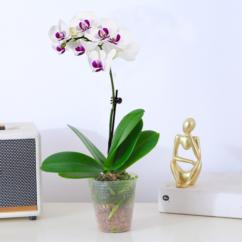 orquídea mariposa con brotes de flores planta en maceta sala de estar orquídea planta de interior flores en todas las estaciones buena para alimentar dendrobium orquídea planta verde image 12