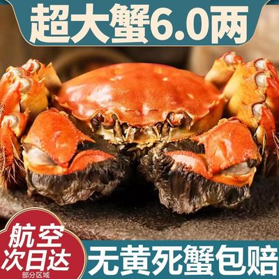 螃蟹满黄全母大闸蟹鲜活特大6.0海鲜水产现货礼盒阳澄湖镇发16只