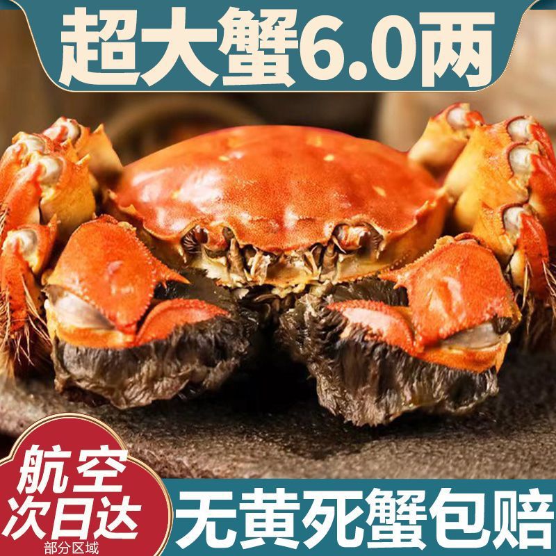 螃蟹滿黃全母大閘蟹鮮活特大6.0海鮮水産現貨禮盒陽澄湖鎮發16只