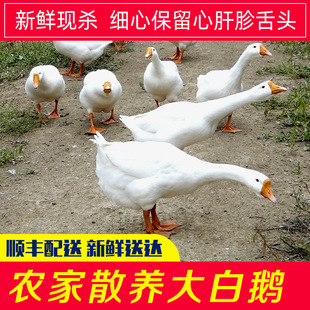 �r��ɢ�B���r����Z���B���Z�F�����Z��������Z���Z�חl�Z�����Z