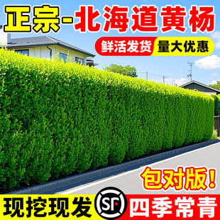 Holly saplings Hokkaido, France Populus Upright Fence Courtyard Wall Plants Evergreen Cold-resistant Hedge