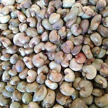 cashew nut MڼӼ{ԽؐʳԹ