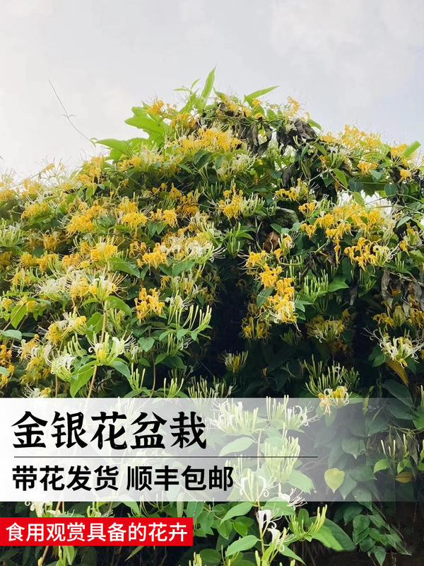 Edible Honeysuckle Tree Seedlings with Strong Fragrance, Blooming in All Seasons, Potted Plants for Balcony and Garden, Climbing Plants with Old Stems and Flower Buds