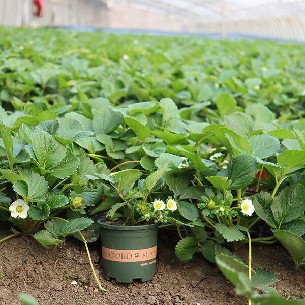 Cream strawberry seedlings are planted indoors and outdoors in the…