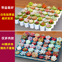 C����ֲ����]�������M�����b�GֲС������ֲ��ä������������