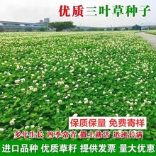 进口三叶草四季常青种子红三叶草草籽白三叶净籽园林绿化草坪草籽