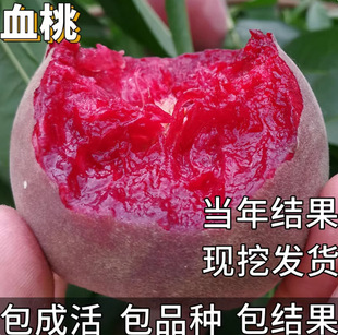 Ѫ�Ҙ�����ϱ����Nֲ�ͺ��ش�̖�̨���Լ޽Ӱ������쮔��Y��
