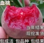 盆栽矮化种植耐寒桃树