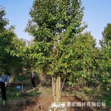 丛生女贞树苗城市美化植物行道树庭院绿化苗木四季常青大叶女贞树