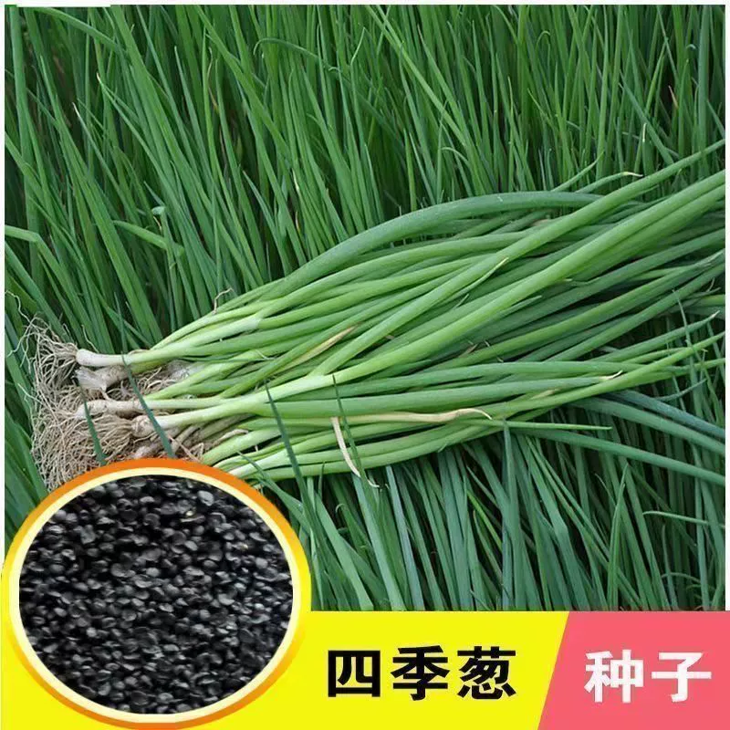 Семена чеснока, овощные семена, семена мелкого лука, всесезонные семена зелени для посадки осенью и зимой.