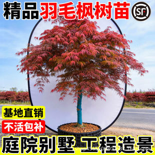 ��ë������޽Ӽt���ϱ����Nֲ������ͺ�ͥԺ��������ԭ���쾰��